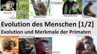 Evolution des Menschen 12  Evolution  Merkmale der Primaten Biologie Oberstufe [upl. by Viviane]