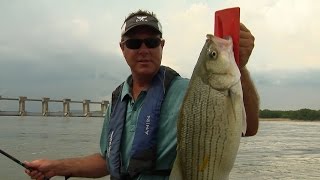 Big Hybrids and Stripers on the Ohio River [upl. by Eelyme389]