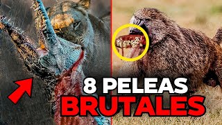 8 PELEAS de ANIMALES más BRUTALES de la HISTORIA [upl. by Namielus727]