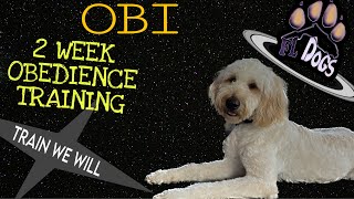 FL DOGS HIGH ENERGY DOODLE  Best Dog Training Transformation [upl. by Bunni]