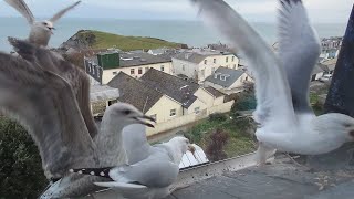 Mayhem At Feeding Time  Seagull TV EP 35 [upl. by Ertnod]