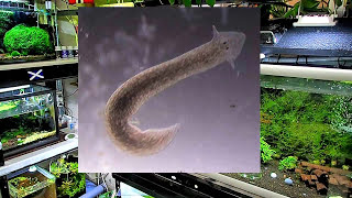 How To Get Rid of Planaria amp Hydra  Shrimp Keeping [upl. by Anileba]