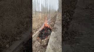 Farmland irrigation canal debris removal process [upl. by Eonak]