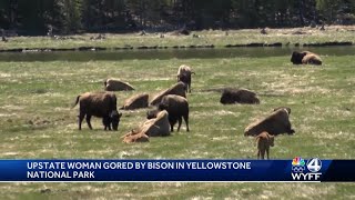 Greenville woman gored by bison at Yellowstone National Park park officials say [upl. by Suolekcin]