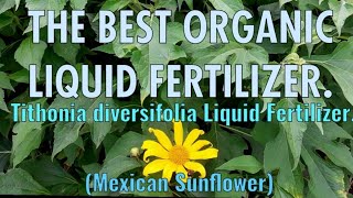 How To Prepare Tithonia diversifolia Liquid Fertilizer [upl. by Wilbert629]