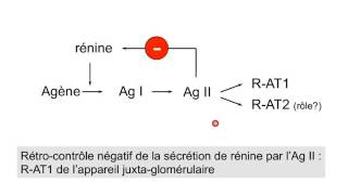 pharmacologie du systeme renine angiotensine aldosterone partie 5 [upl. by Inol838]