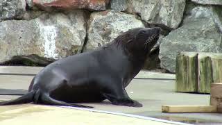 Fur Seal Lounging And Honking On The Shore [upl. by Deedahs]