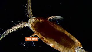 Zooplankton Facts The Incredible Influencers Of The Marine Ecosystem [upl. by Amethyst275]