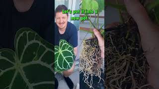 Repotting Anthurium crystallinum with Huge Roots anthuriumcrystallinum anthurium houseplants [upl. by Aleafar509]