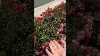 Flower Carpet vs David Austin Roses Who wins [upl. by Gnud]