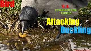 An attacking a bird thats hungry cant catch and eat a duckling [upl. by Aved]