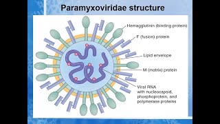 paramyxovirus A to Z Lecturevirus paramyxo [upl. by Haimerej464]