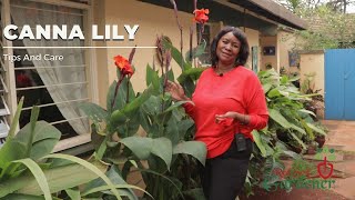 How To Increase Your Blooms And Storing Canna Lily During Winter Months [upl. by Eanahs]