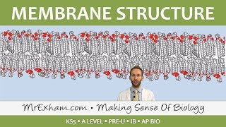 Eukaryotic Cell Structure  Membrane Structure and function  Post 16 Biology A Level PreU IB [upl. by Ailis561]