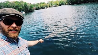 Hanging With 1000 Pound Manatees [upl. by Wons]