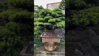 大型盆栽 Podocarpus 羅漢松 晶鑽羅漢松 [upl. by Fasta]