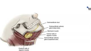 Submandibular and Sublingual Salivary Glands  Dr Ahmed Farid [upl. by Bryan]