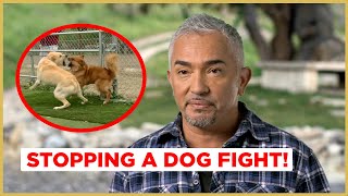 STOPPING A DOG FIGHT  Cesar 911 [upl. by Zannini]