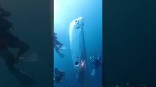 When The Scuba Divers Meet The Alive Oarfish🤿scubadiving oarfish [upl. by Oidgime]