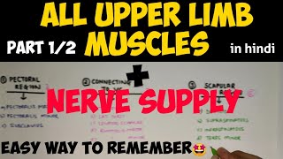 All Upper Limb Muscles 12  Upper Limb Muscles  Anatomy [upl. by Ased]