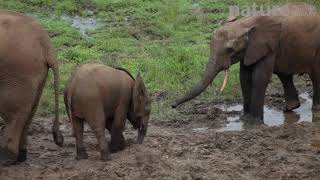 African forest elephant calf keeping larger juvenile from gaining access to a mineral dig ZangaNdo [upl. by Faso]