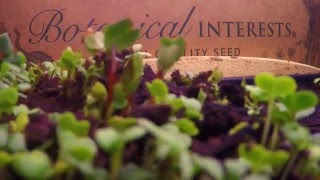 Microgreens Growing [upl. by Nohsid]