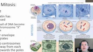 Mitosis and Cytokinesis [upl. by Aehsrop]