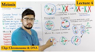 Meiosis  Stages of Meiosis  Cell cycle  Lecture 4 [upl. by Suitangi145]