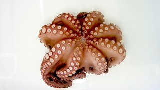 Timelapse Filming Octopus Rot Process 문어 부패 과정 [upl. by Anauqes]