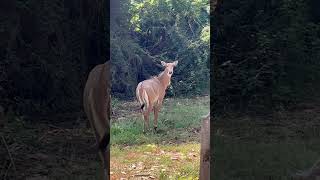 Big Nilgai [upl. by Ssor]