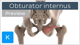 Functions of the obturator internus muscle preview  3D Human Anatomy  Kenhub [upl. by Anatlus]