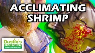 HOW TO ACCLIMATE 200 Aquarium Shrimp [upl. by Suoivatco]