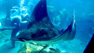 Snorkeling Adventure At Discovery Cove Orlando Manta Rays Sharks amp More 🐠🌊 Part 2 of 3 [upl. by Fields10]