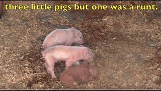 The Three Little Pigs and the BIG BAD WOLF REAL ANIMALS Childrens Story [upl. by Rolan201]