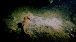 Zonsopkomstduikje Bergse diepsluis Oosterschelde 18 oktober 2023 [upl. by Lenej]