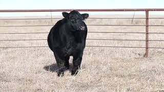 Iowa Beef Expo  AMAA 538341 [upl. by Supen]