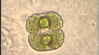 Binary fission of bacteria [upl. by Tisdale]