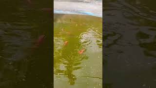 ornamental fish 🐠 farming [upl. by Zelazny]