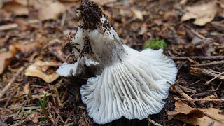 Funghi dormienti seminascosti in faggeta [upl. by Engapmahc40]