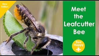 Meet the Leafcutter Bee  NEW edition [upl. by Werda]