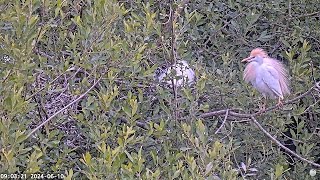 A Cattle Egret shows up at Stockers Lake [upl. by Edison]