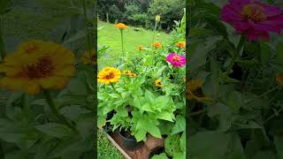 Zinnias The Big Bold and Beautiful Blooms You Need in Your Garden [upl. by Michigan296]