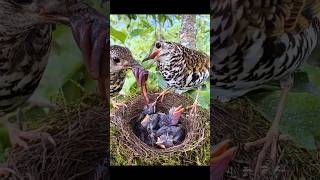 Hatchling feeding… birds animals reels [upl. by Sansbury130]