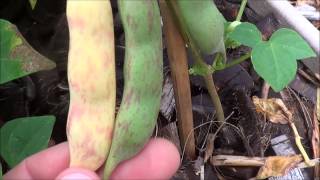 Growing and harvesting pinto beans growing pinto beans [upl. by Maddy]