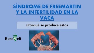 SINDROME DE FREEMARTIN EN BOVINOS VACA INFERTIL [upl. by Ahtilat]