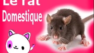 le rat domerstique  Infos [upl. by Saks]