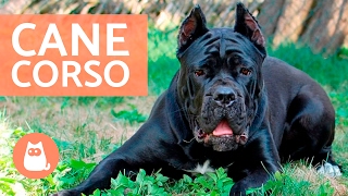 Cane corso  Características y adiestramiento del CANE CORSO [upl. by Kaleena217]