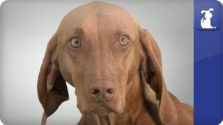 Doglopedia  Vizsla [upl. by Amorete]