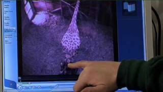 Baby giraffe birth and first steps in Dublin Zoo [upl. by Binni891]