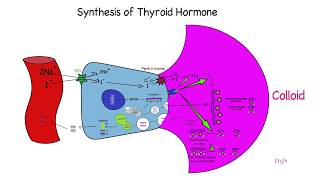 Quick review of thyroid hormone synthesis [upl. by Willa]